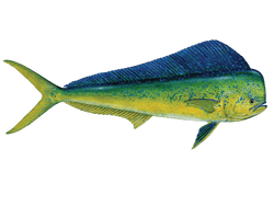 Common Dolphinfish